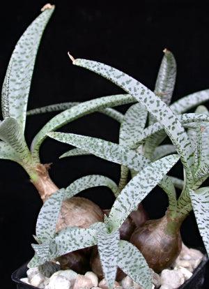 Silver Squill - Ledebouria Socialis 'Miner' Silver Squill - Ledebouria Socialis 'Miner'