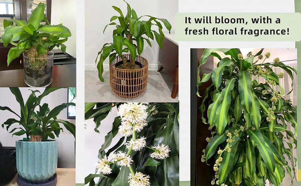 2026 New Brazilian Lucky Tree Live Plant – Indoor Easy Care Lucky Wood, Wealth & Good Fortune Symbol, Decorative Houseplant with Mysterious Doll & Base, Beginner-Friendly Brazilian Lucky Wood for Home, Office, Desk, Feng Shui Decor & Unique Gift