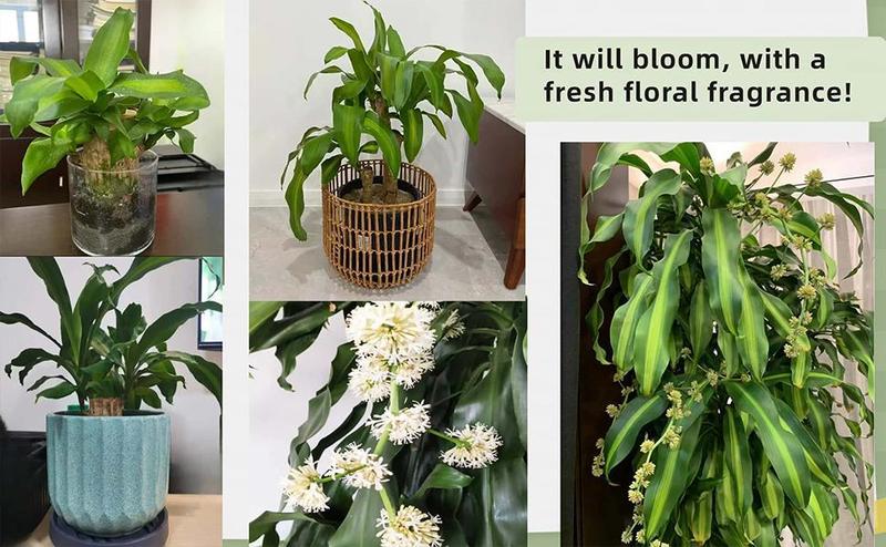 2026 New Brazilian Lucky Tree Live Plant – Indoor Easy Care Lucky Wood, Wealth & Good Fortune Symbol, Decorative Houseplant with Mysterious Doll & Base, Beginner-Friendly Brazilian Lucky Wood for Home, Office, Desk, Feng Shui Decor & Unique Gift