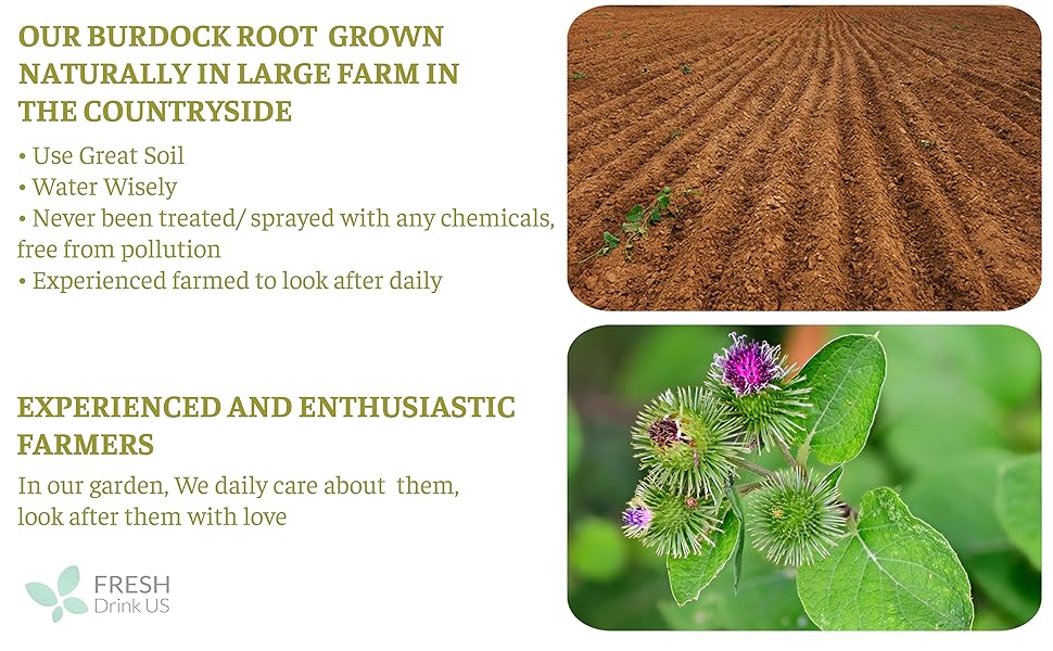 FreshDrinkUS, Premium 135 Burdock Root Tea Bags, 100% Natural & Pure from Burdock Root. Burdock Root Herbal Tea. Burdock Root Tea. No Sugar, No Caffeine, No Gluten, Vegan. Beverage FreshDrinkUS, Premium 135 Burdock Root Tea Bags, 100% Natural & Pure from Burdock Root. Burdock Root Herbal Tea. Burdock Root Tea. No Sugar, No Caffeine, No Gluten, Vegan. Beverage