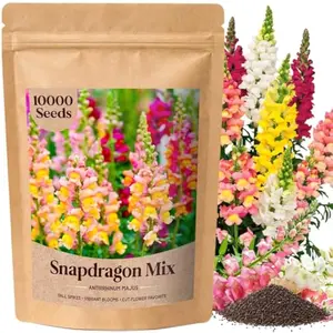 10000+ Snapdragon Seeds Bulk Pack, 5-Color Mixed Snapdragon Seeds(Antirrhinum majus), Mixed Flower Seeds for Planting in Borders & Pots - Cool-Season Blooms - Instructions Included