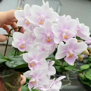 55pcs special orchid seeds continuous flowering cold heat resistant indoor outdoor plants fast blooming home garden potted perennial flowers easy grow for balcony decoration