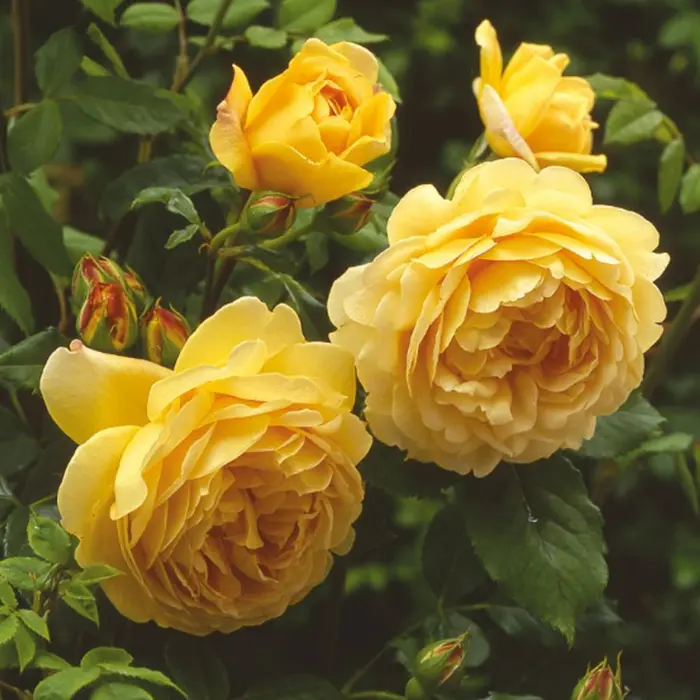 Golden Showers Yellow Climbing Rose Plant 5 to 7 Inch Tall All Seasons Vibrant Yellow Blooms