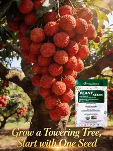Lychee seeds, suitable for home gardening | Fruit tree seeds for indoor and outdoor planting | Suitable for beginners