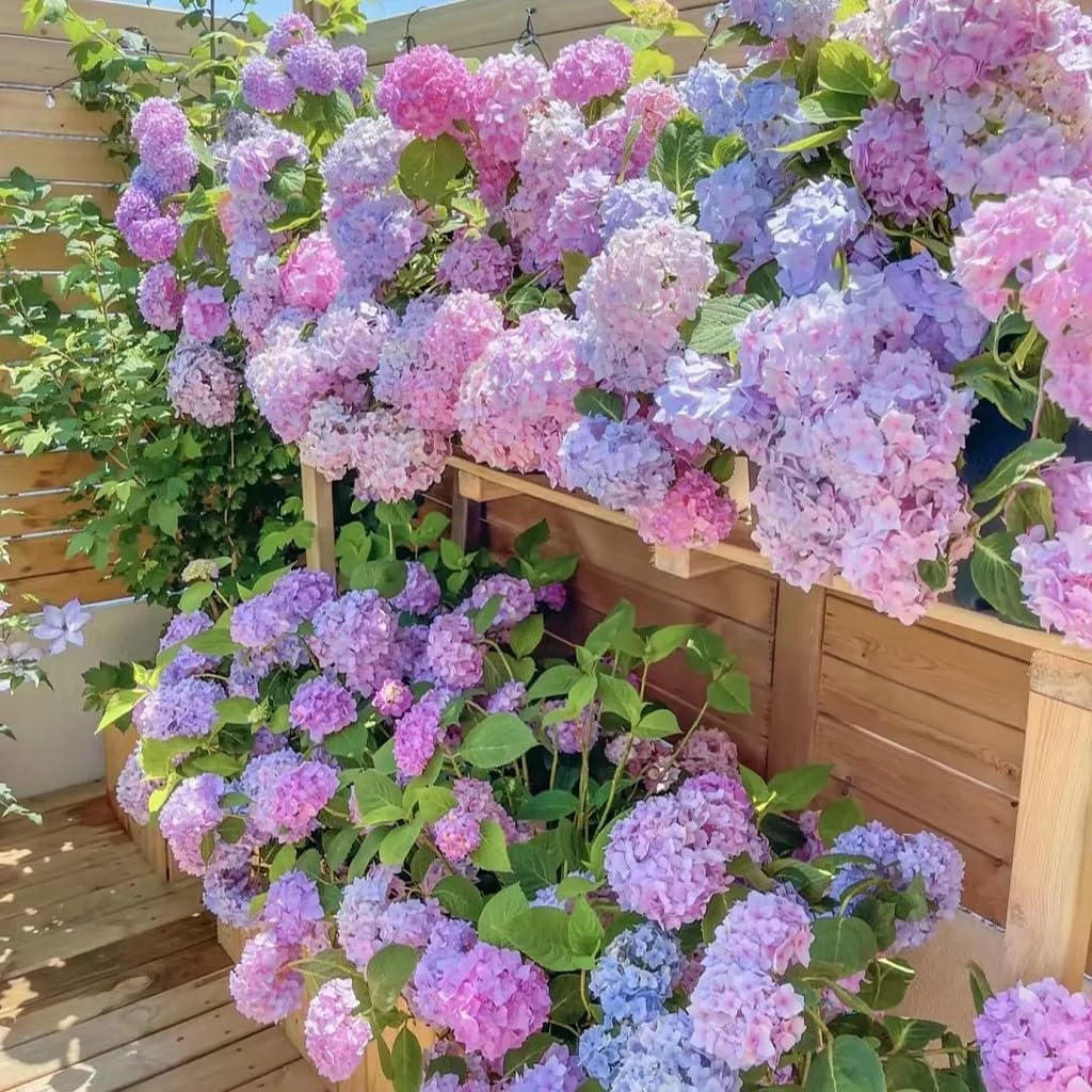 100+Mixed Hydrangea Seeds - Fast-Growing Shrub Flowers for Beautiful Outdoor Garden Décor, Fragrant Blooms, Easy to Grow, Perfect for Landscaping, Home & Garden Lovers, Ideal for Gifts