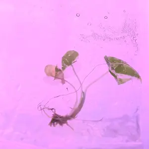 Alocasia Frydek Variegated Tissue Culture, Live plant, easy care and fast growing plant, house plants