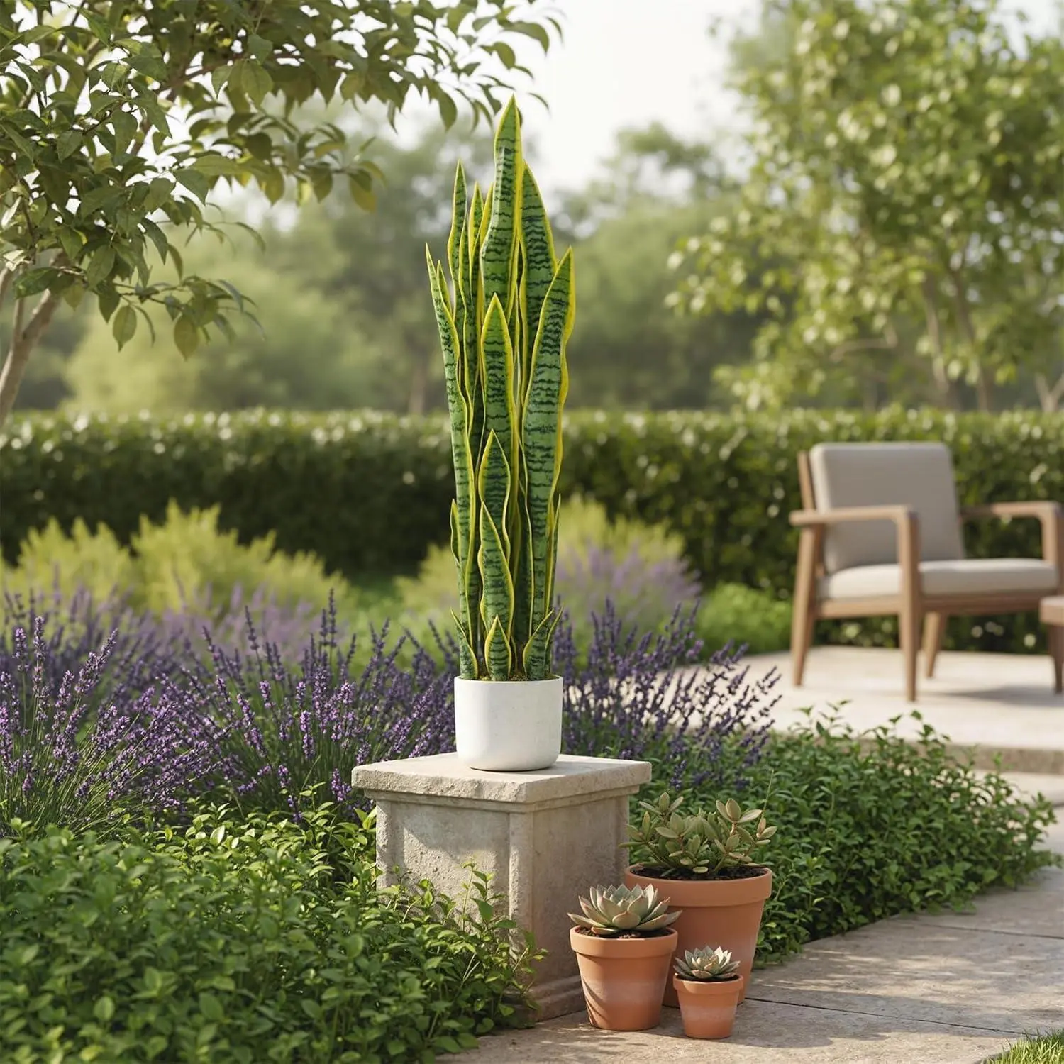 succulent plants water Echeveria Agavoides 'Water Lily' 2" Succulent Plant  True Succulents Plant  Co