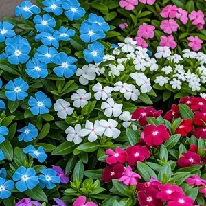 200pcs Periwinkle Flower Seeds – Vinca Garden Flower Seeds for Outdoor Flower Beds, Yard Landscaping, Patio Containers and Balcony Garden Projects – Seeds Only, Not Live Plants