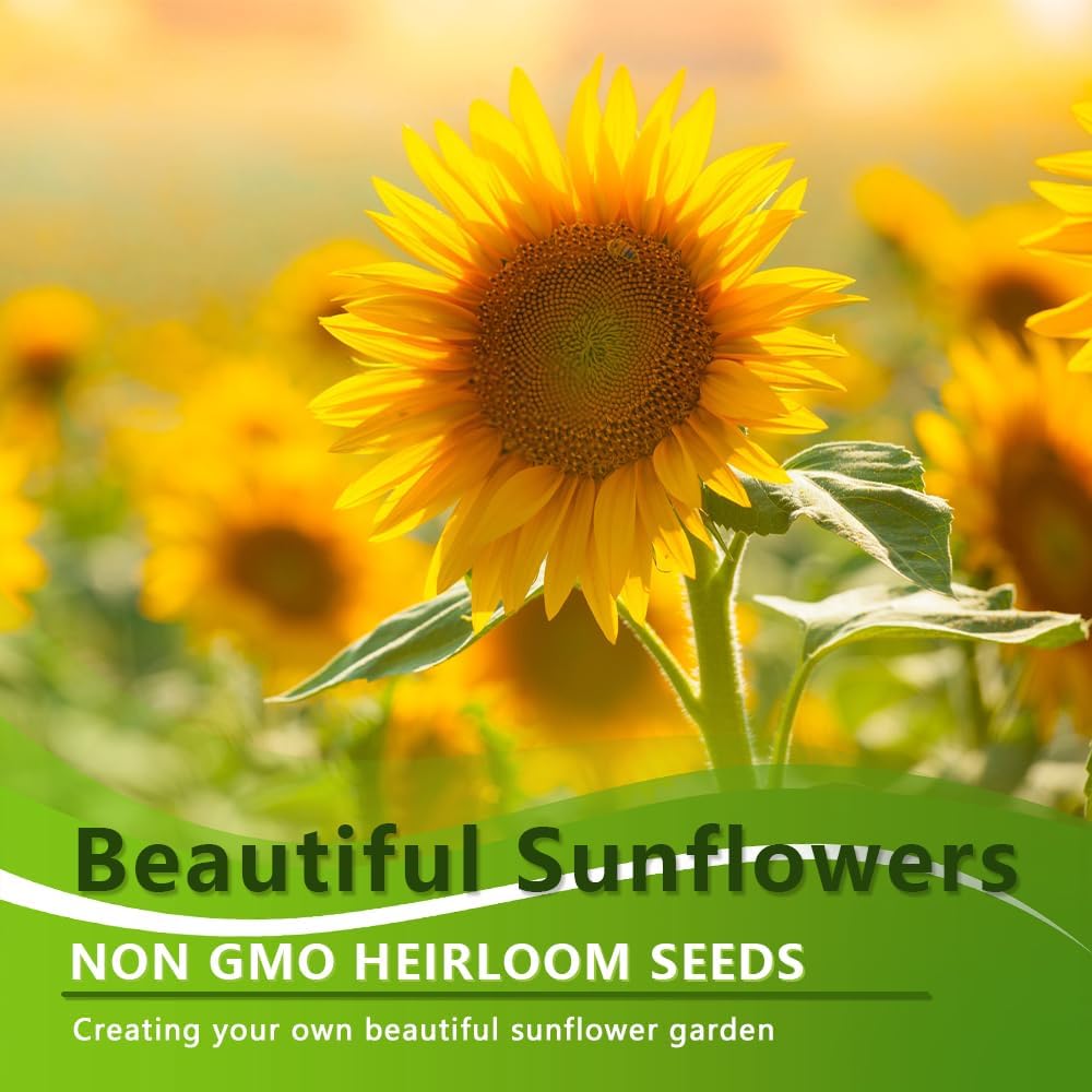50+ Sunflower Seeds  - Helianthus Giganteus - Attracts Bees and Butterflies.    Helianthus Annuus Heirloom Open Pollinated Bulk Flower Seed Multicolored Sun Flowers Garden Favorite