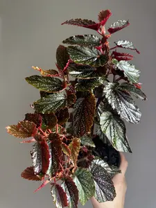 Begonia Benigo ‘Pink Spot’ 4” Spotted Begonia Rare Houseplant