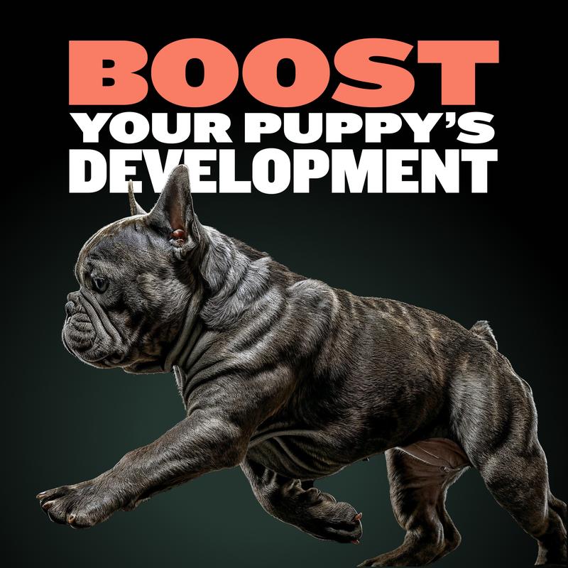 Bully Max Puppy Training Treats With DHA to help support brain development, 22% Protein for Growth & Development