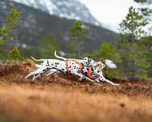 Non-Stop Dogwear Line Harness 5.0