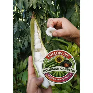 Ice Cream Bean Plant Tree - Inga Edulis