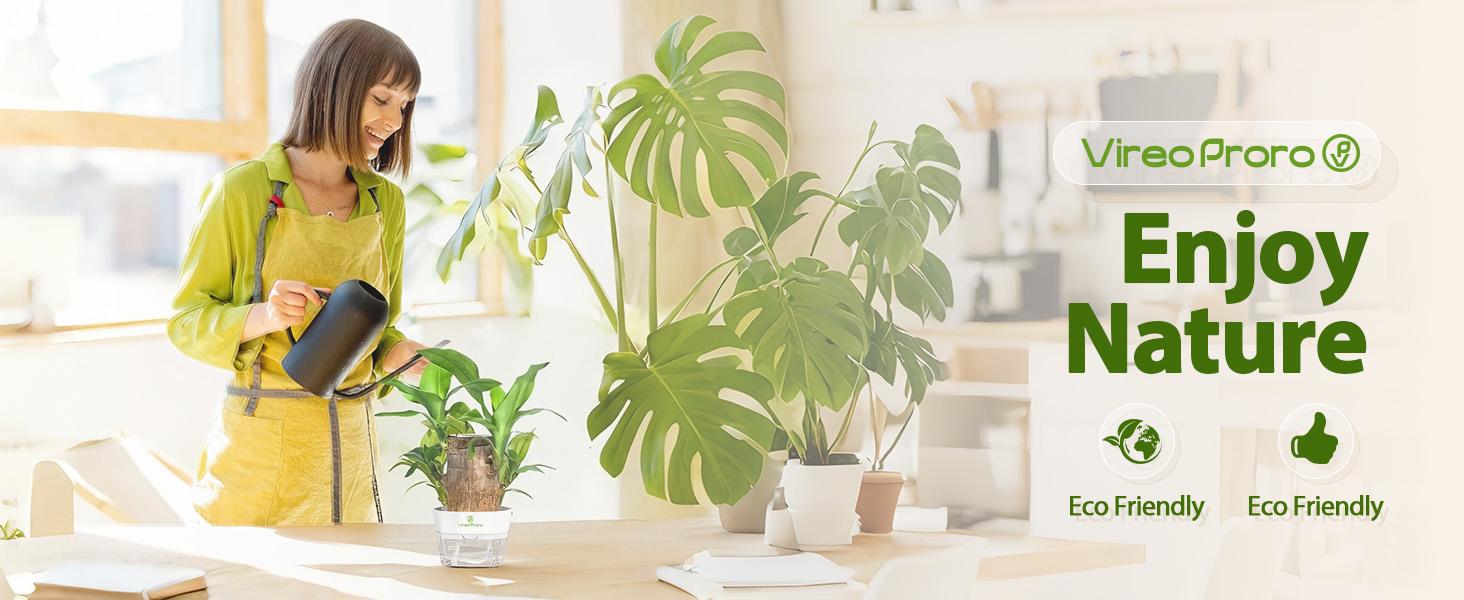 Brazilian Lucky Wood Live Plant - U.S. Grown with Nutrient Solution, Minimalist/Boho Indoor Desktop Ornament, Low-Maintenance Lucky Plant
