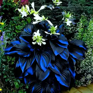 1000 PCS Hosta Seeds for Creating Full, Natural and Relaxing Garden Spaces at Home
