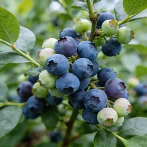 Blueberry Seeds | Home Gardening Fruit Seeds | Planting Guide for Beginners, a must-have for plant enthusiasts