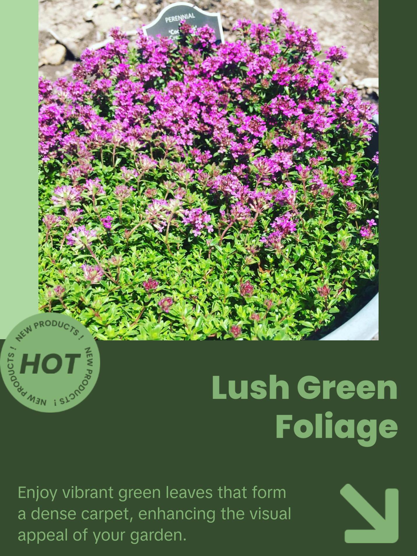 Organic Creeping Thyme Seeds (Thymus serpyllum) – 250+ Seeds for Herb Gardens, Ground Cover, and Pollinator Gardens