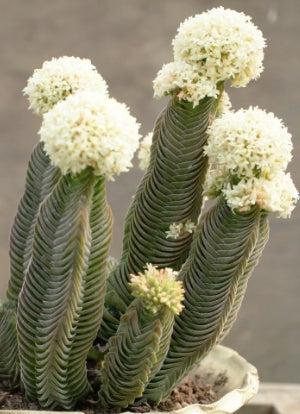 Crassula Buddha's Temple