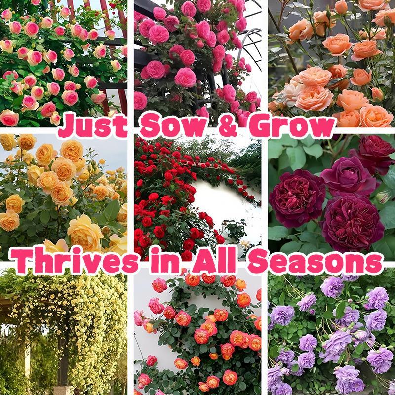 Mixed Color Climbing Rose Seeds –200 Seeds | Thornless, Fast Blooming, Perennial Flowering Vines, High Germination, Year-Round Planting, Garden Fence & Wall Decor, Outdoor & Balcony Friendly, Perfect for Beginners