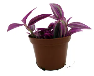 Pink Paradise Tradescantia - 2.5" Pot - House Plant