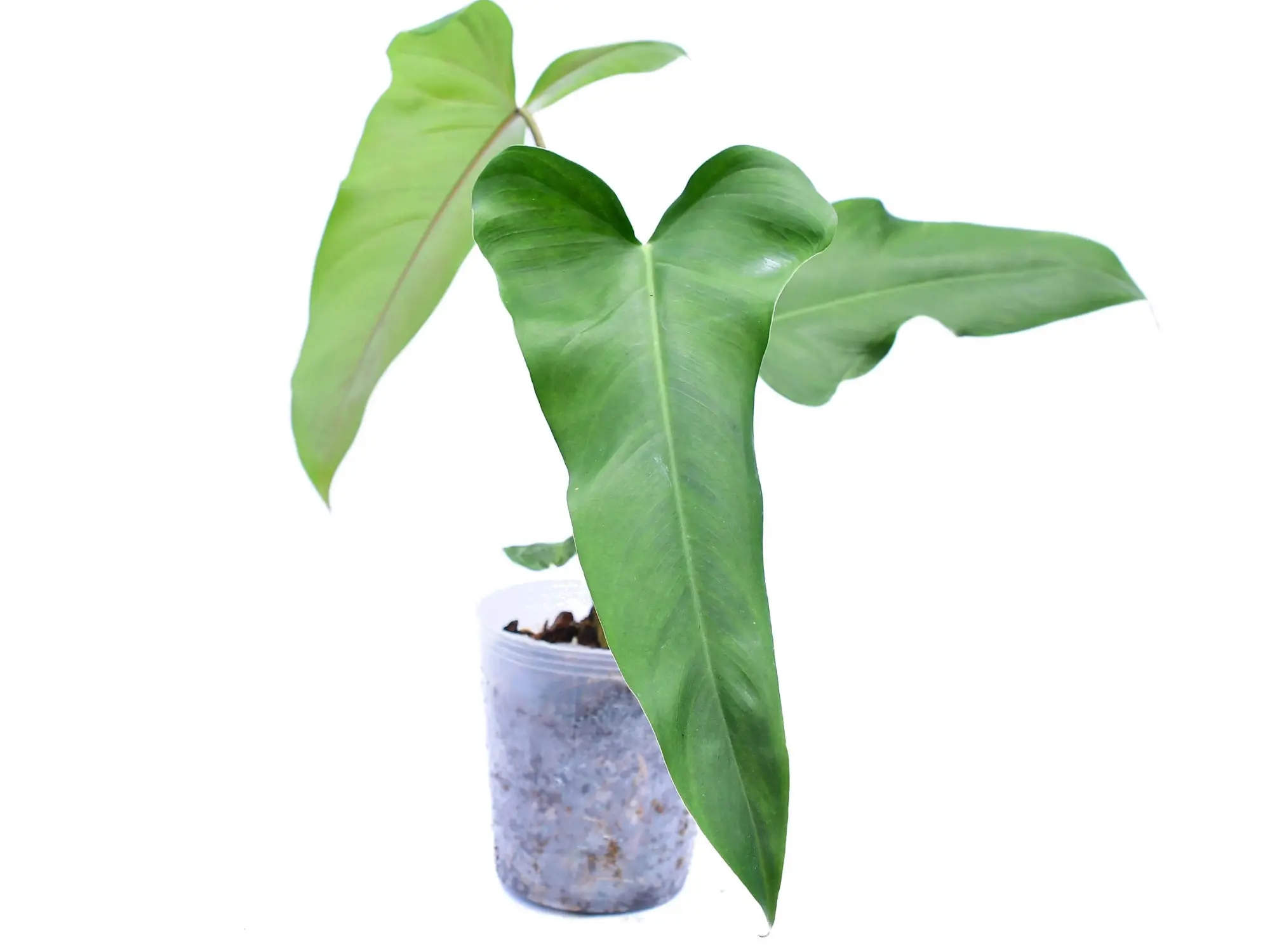 philodendron tetrasperma minima Rhaphidophora tetrasperma – Mini Monstera for Small Spaces