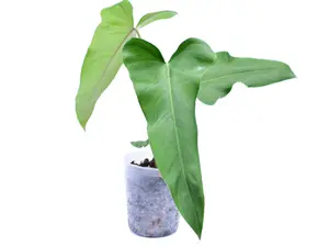 Philodendron paloraense cf x Philodendron Jose Buono (seedling)