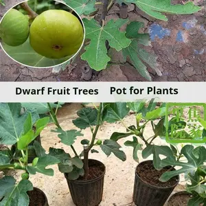 Fig Tree Sapling - Strong Roots, High Survival Rate, Sweet & Tender - with Nutrient Soil, Easy for Beginners, Edible Same Year