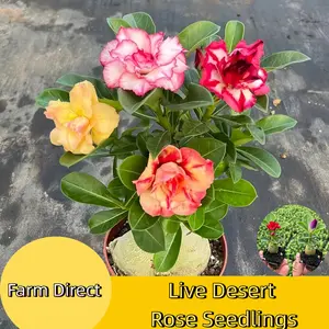 Mixed Color Echeveria Succulent Rose Seedlings, Vibrant Assortment, Cold & Drought Tolerant, Easy Care Live Plants for Beginners, Potted Decor & Garden