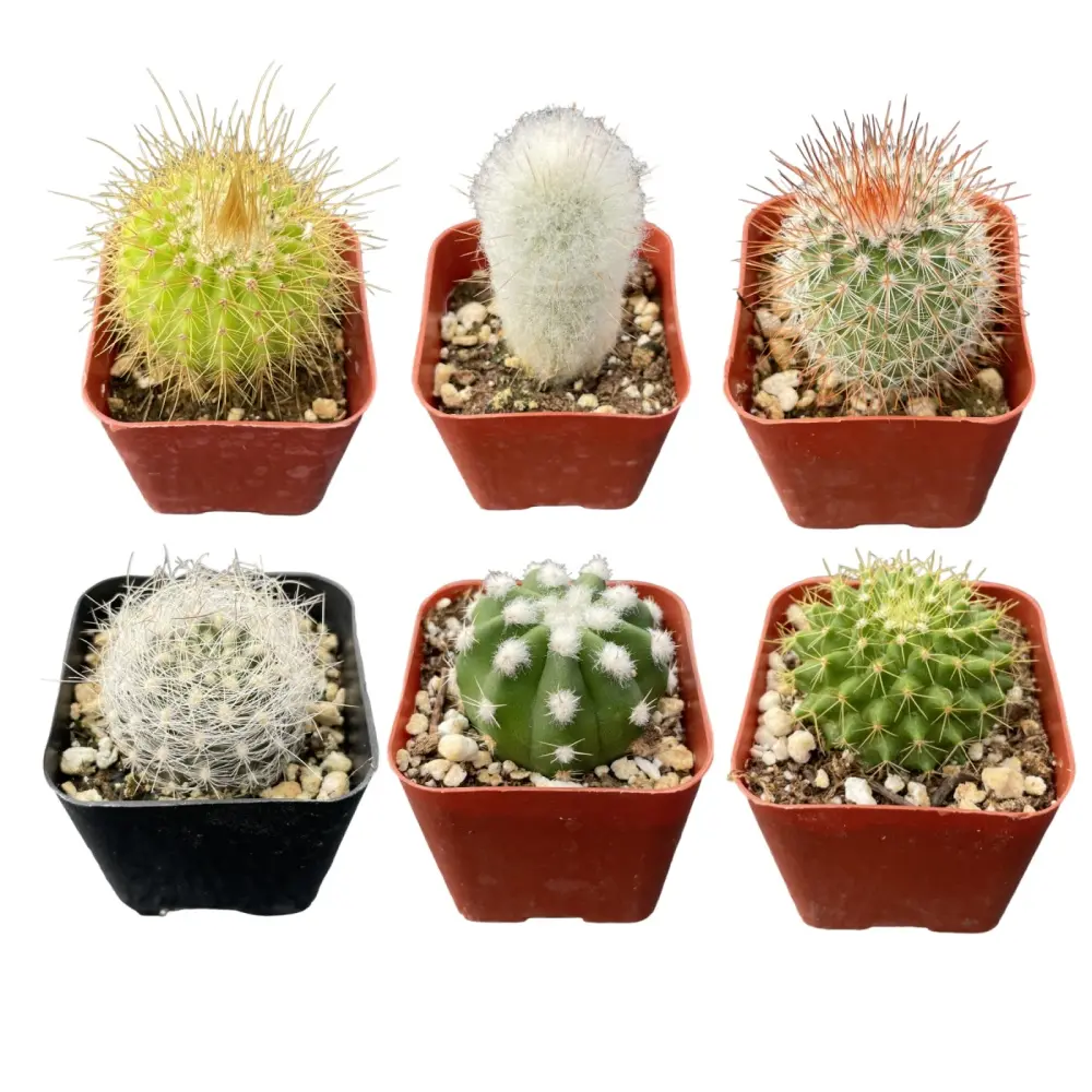 6pcs Live Cactus with 6 Varieties