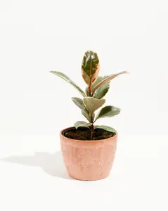 Ficus Tineke (elastica)