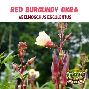 Red Burgundy Okra Seeds (Abelmoschus esculentus) - Annual Seed Supply