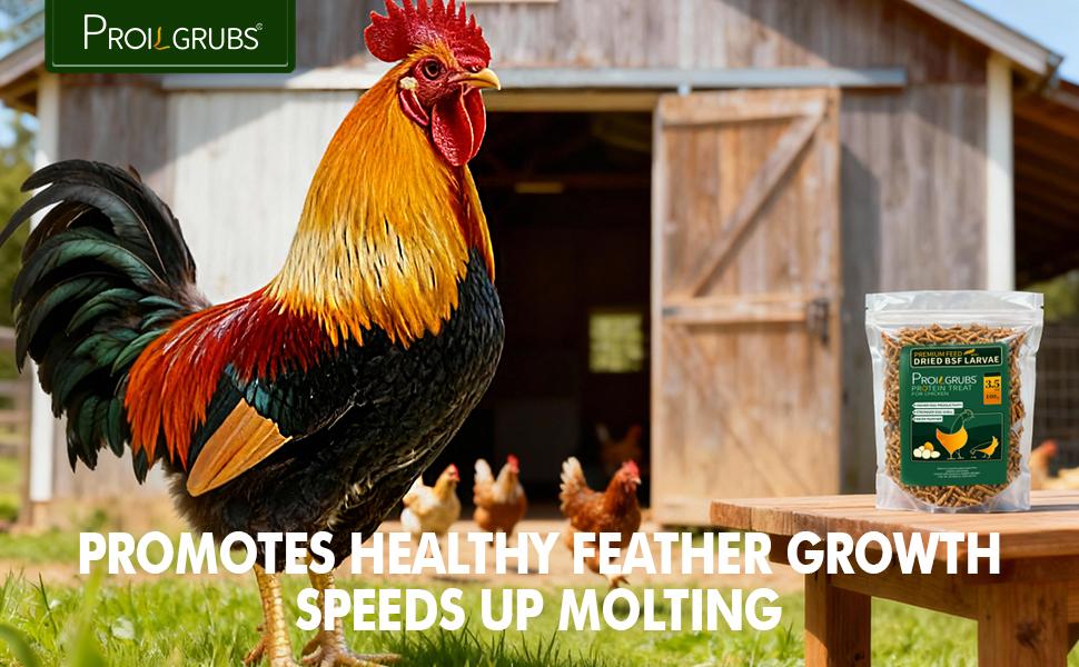 PROILGRUBS 3.5oz/7oz/10.5oz/14oz/5lbs/10lbs Dried Black Soldier Fly Larvae Protein Treat for Chickens Enhances Egg Productivity & Feather Health Non-GMO Natural Feed Rich in Calcium & Nutrients Worms Insects