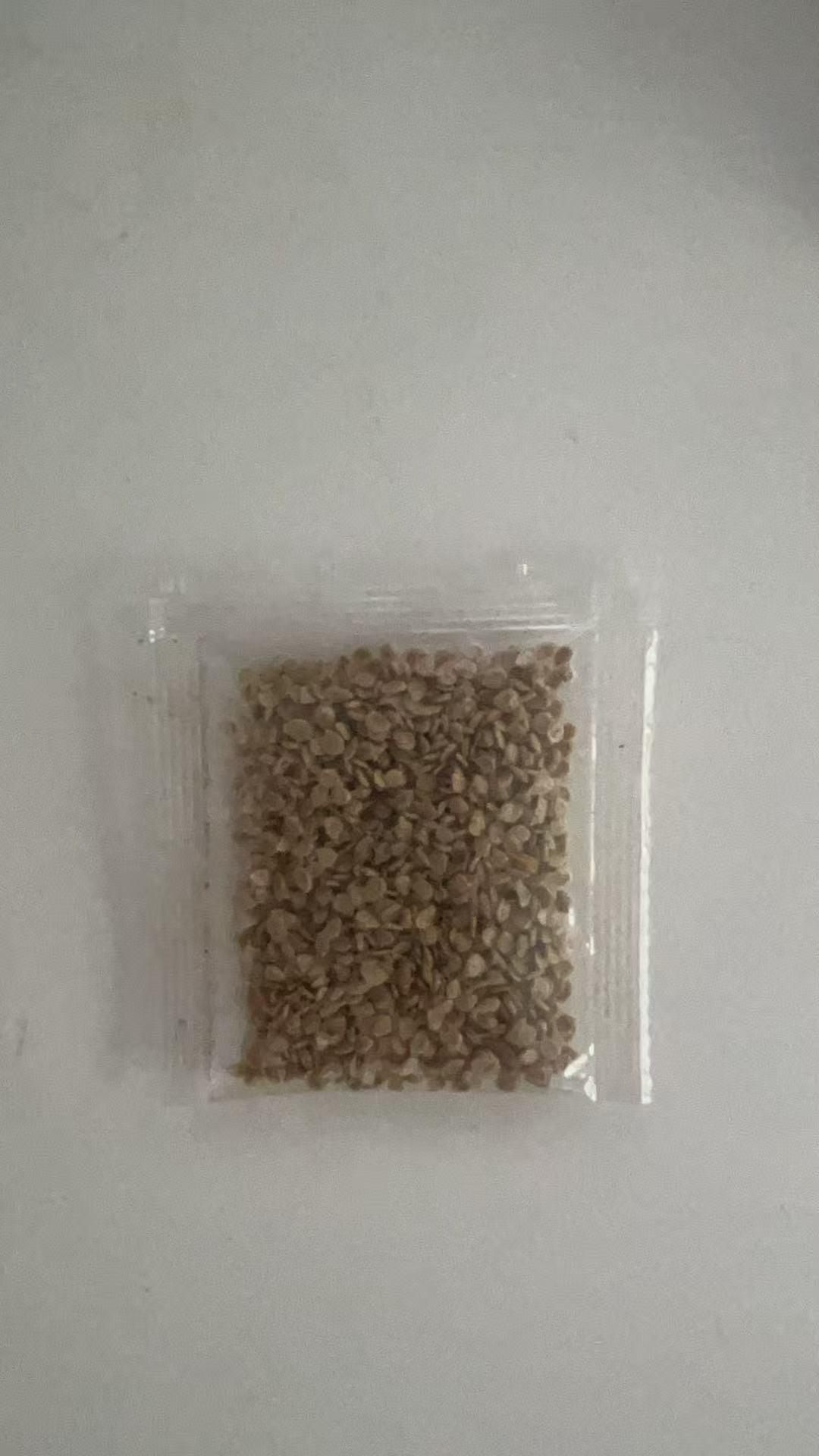 Color Pop Tomato Trio  Easy Grow Seeds – Yellow, Cherry & Bradley – Sweet, Juicy & Fun for Beginners – Garden to Table Fast!