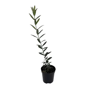 Arbequina Olive Tree - Tree of Peace - Olea europaea  - 4" Pot