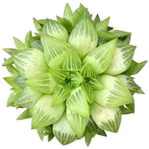 Window Haworthia - Haworthia retusa f. geraldii
