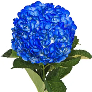 Dark Blue Painted Hydrangeas