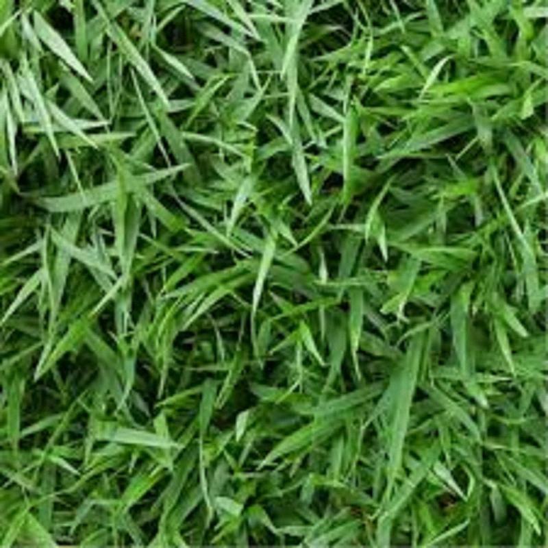 3000+ quick-germinating grass seeds for a lush green yard! Perfect for home gardens