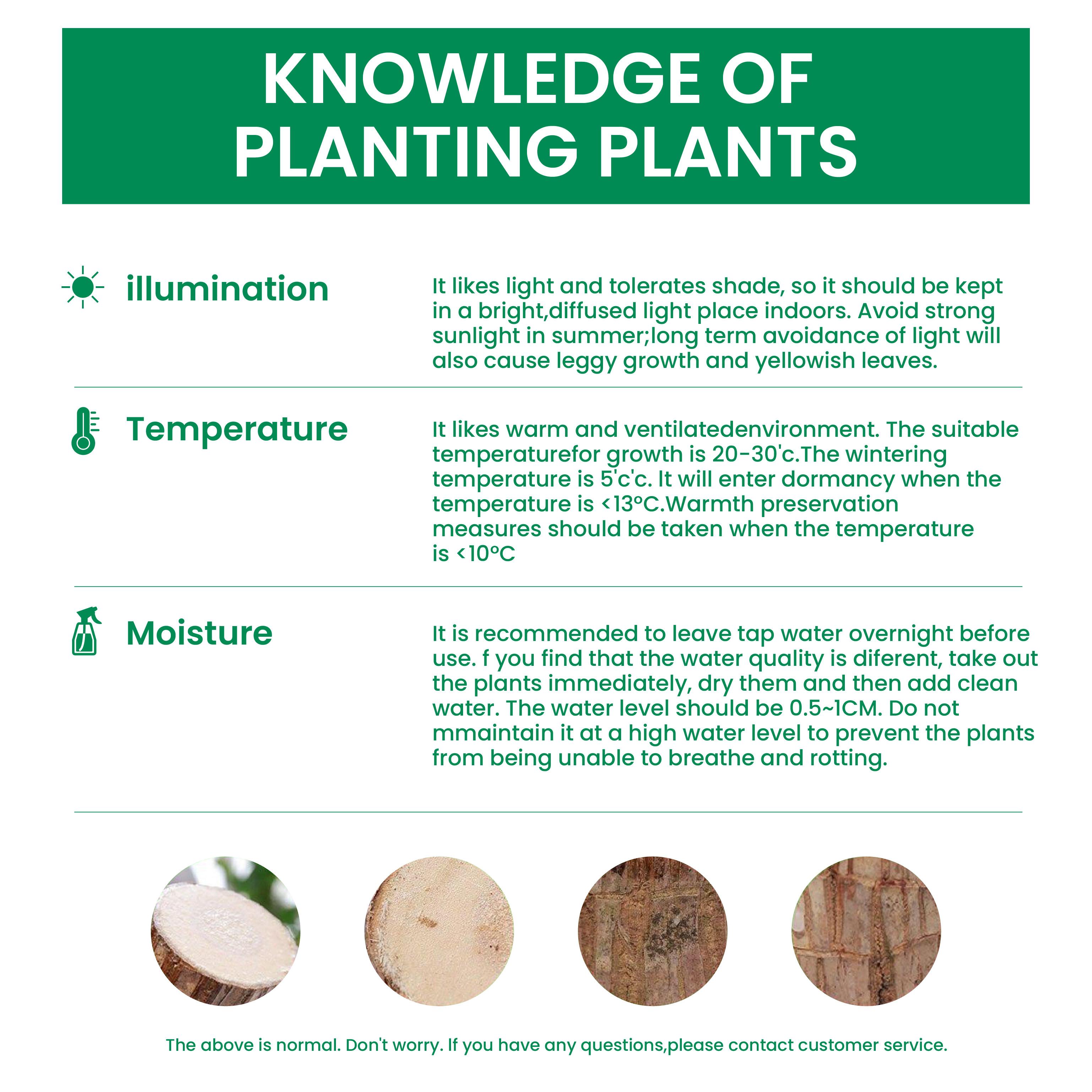 Brazilian lucky wood, 2026 new lucky Brazilian wood potted plant, mini Brazilian wood hydroponic plant, desktop decoration with double-layer water supply basin