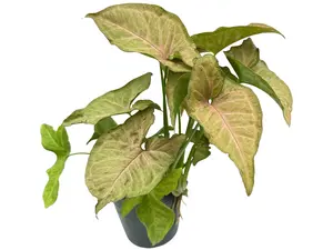Syngonium podophyllum 'Regina Red'