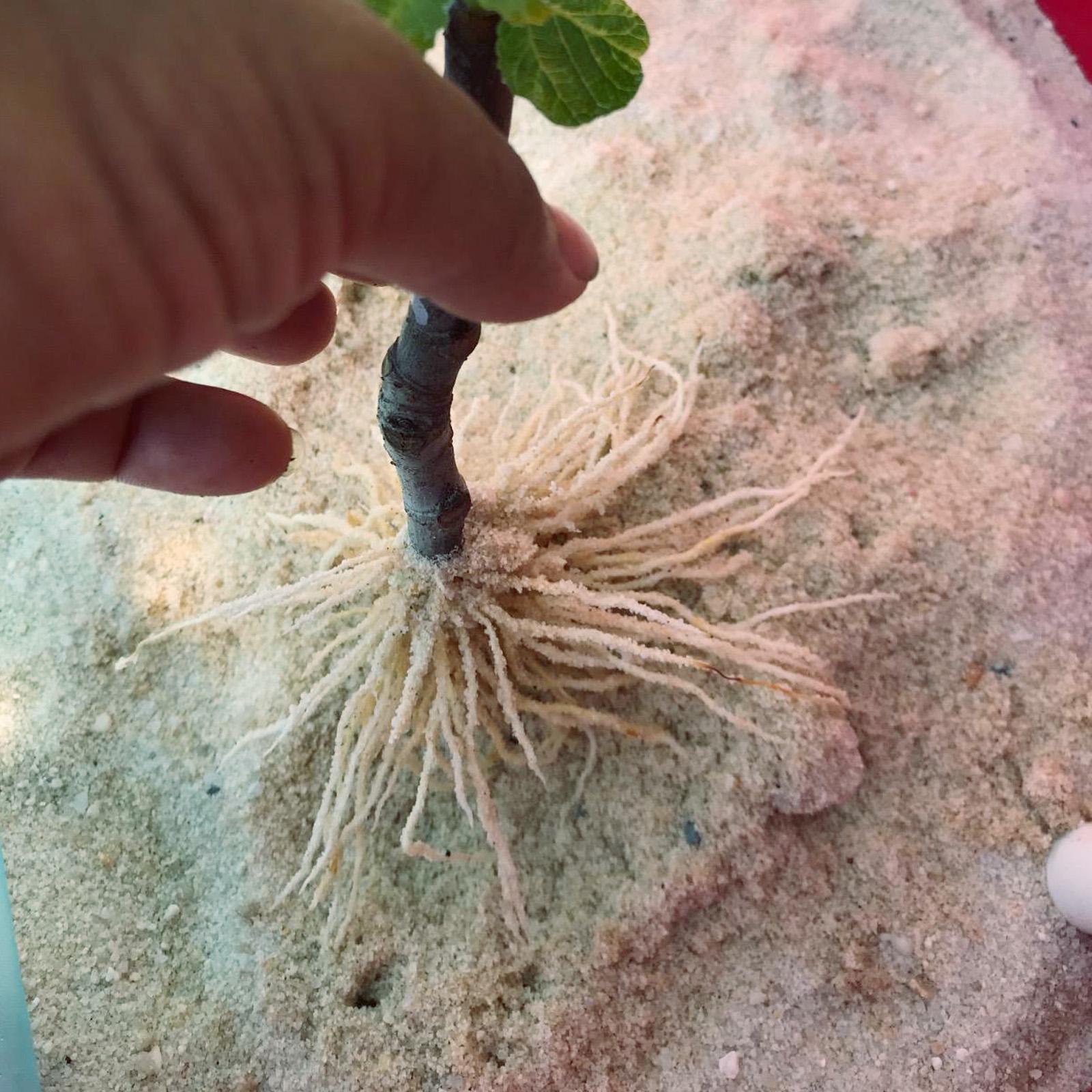 Nuticos Rooting Powder , Rooting Hormone for Plant Cuttings and Strong Roots, Ultra Concentrated - Yields 50 Gallons plant fertilizer