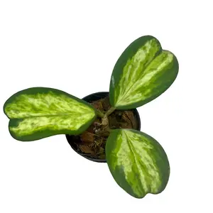 3" Hoya Kerrii 'Picta Spot' (Inner Variegation)
