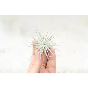 Small Tillandsia Tectorum Ecuador Air Plant [Single Plant]