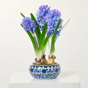 Violet Blue Hyacinth Bulbs Artificial Indoor Houseplant in Blue & White Chinoiserie Piot