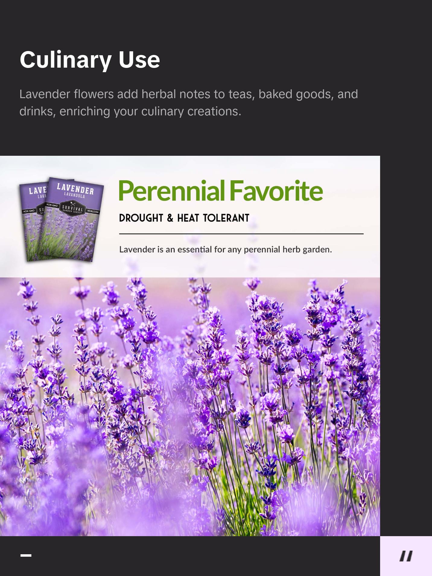 Survival Garden Seeds Lavender Seed for Garden Planting - Fragrant Flowers Non-GMO Heirloom Lavandula Herb for Relaxing & Drought Tolerant Perennial Favorite
