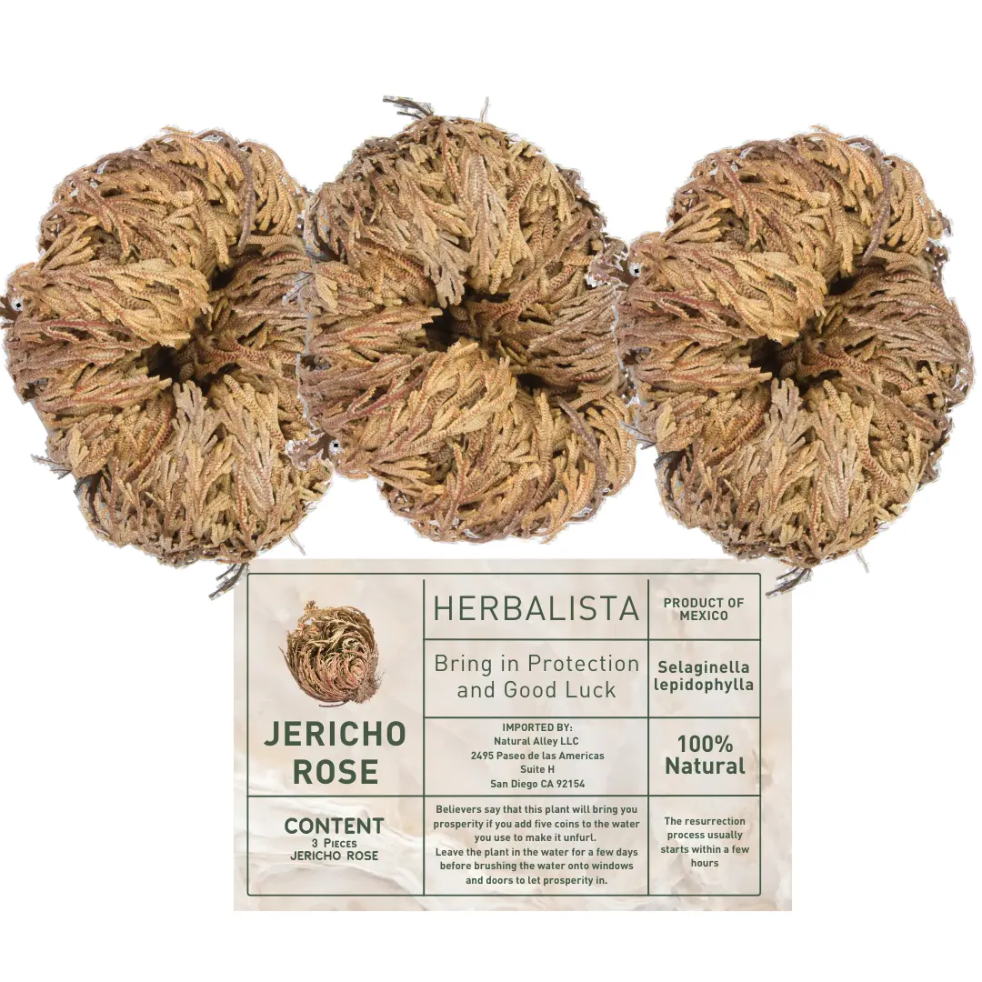 3 Pack Jericho Flower (2.5"–3.5") – Premium Rosa de Jericho | Resurrection Plant for Unique Home Decor