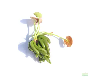 Banana Plant- Nymphoides aquatica- Easy Beginner Plant