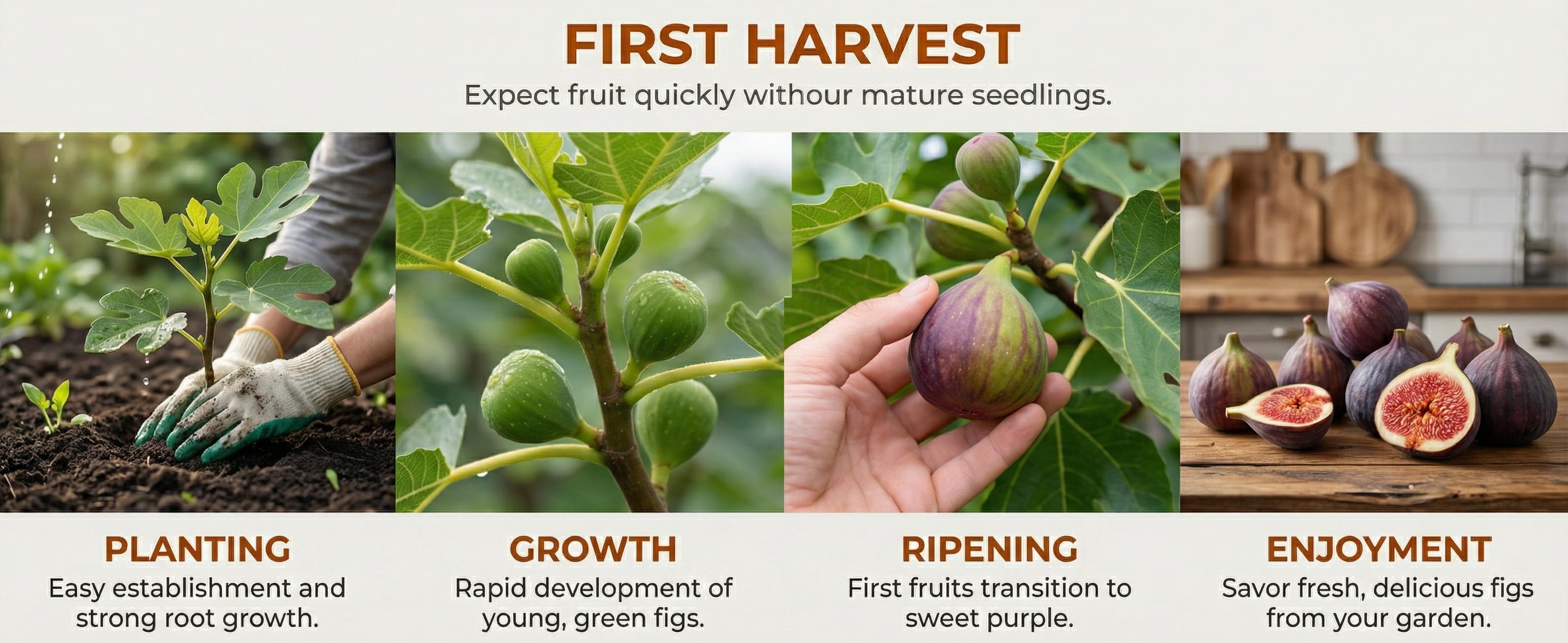 Heirloom Non-GMO Live Fig Tree Sapling – Hardy Perennial Fig Fruit Plant for Outdoor Garden, Patio Pots & Backyard Orchard, Easy Grow Starter Bonsai