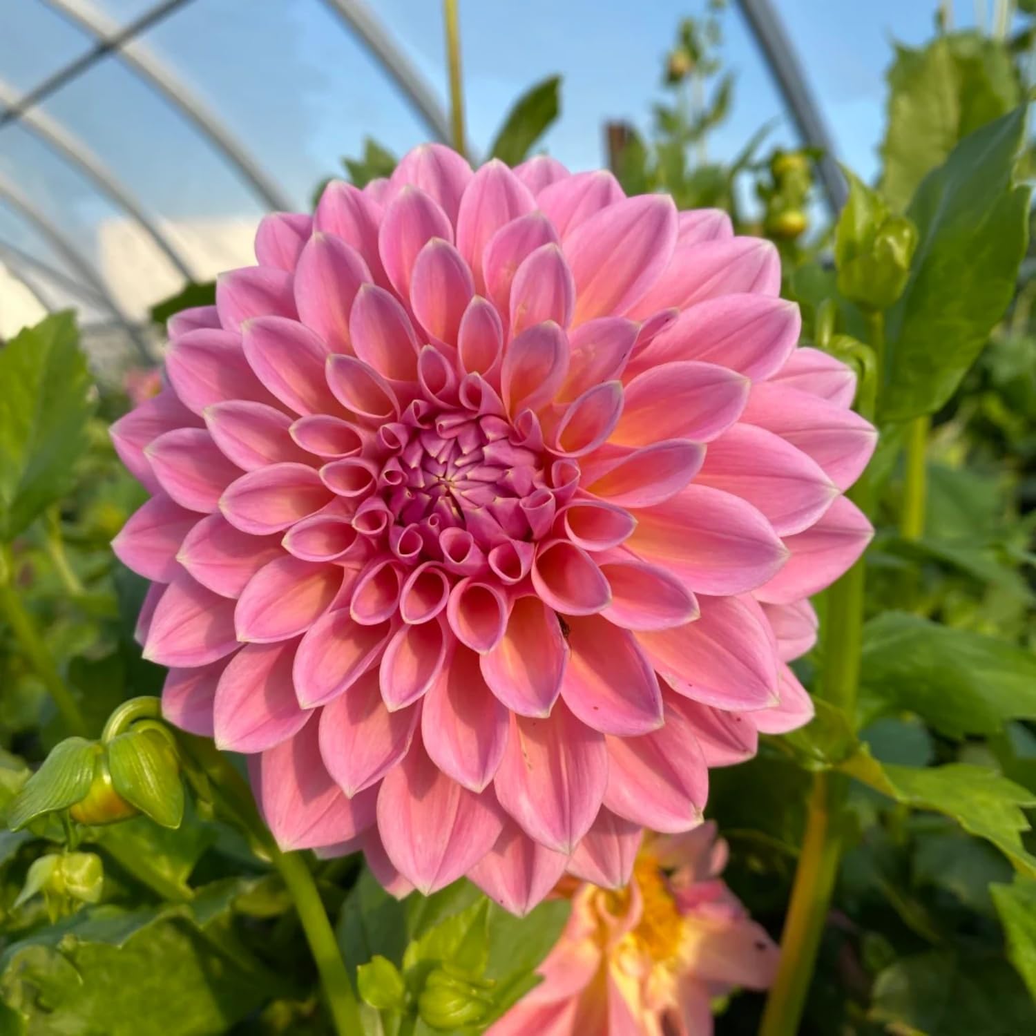 200 Dahlia Flower Seeds for Planting- Non-GMO Heirloom, Multi-Color Pompon Blooms Attract Pollinators, Rapid Outdoor Landscaping