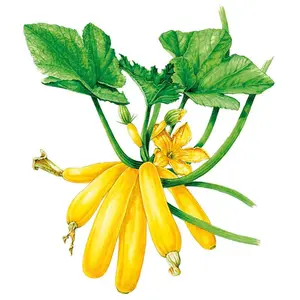 Max's Gold Summer Squash Seeds Max's Gold Summer Squash Seeds