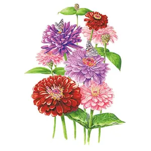 Northern Lights Blend Zinnia Seeds Northern Lights Blend Zinnia Seeds